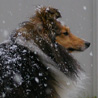 9 décembre 2008 : Yukari des neiges. ;)