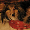 14 décembre 2008 : Yukari adore se mettre dans le plus petit panier (celui de Lorelei), alors qu'elle en a un à sa taille ! ;) Lorelei est bien installé dans le panier de Cheyenne.