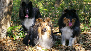 Mes 3 miss shelties : Lorelei, Yukari et Cheyenne