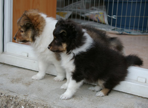 Bilbo et Cheyenne très attentifs