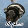 Cheyenne  10 jours. L'un des petits yeux commence  s'ouvrir ! :)