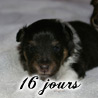 Les petits yeux se sont ouverts d'avantage depuis hier. :) Cheyenne  16 jours.