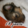 Petit Bilbo  18 jours.