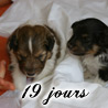 Bilbo et Cheyenne  19 jours.