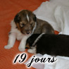 Bilbo et Cheyenne  19 jours.