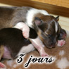 Bilbo et Cheyenne  3 jours.