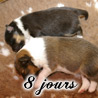 Les bbs  8 jours.
